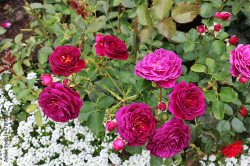 Hybrid rose Floribunda Heavenly Night in the Butchart Garden
