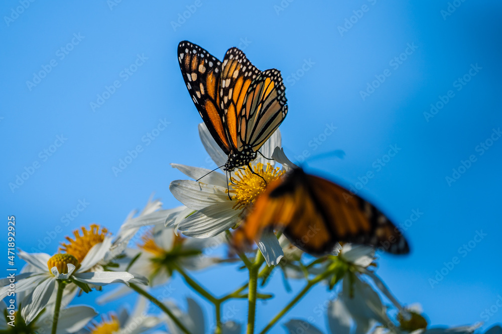 Fototapeta premium Monarch Butterfly Feeding on Flower