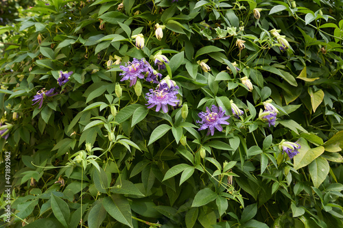 Passiflora incarnata 