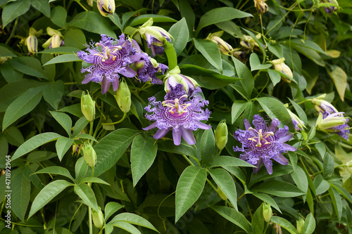 Passiflora incarnata 