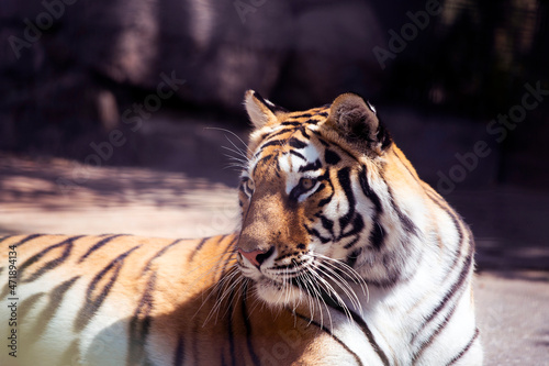 Portrait of a beautiful resting tiger