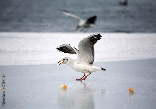 A beautiful seagull stands on ice and eats bread