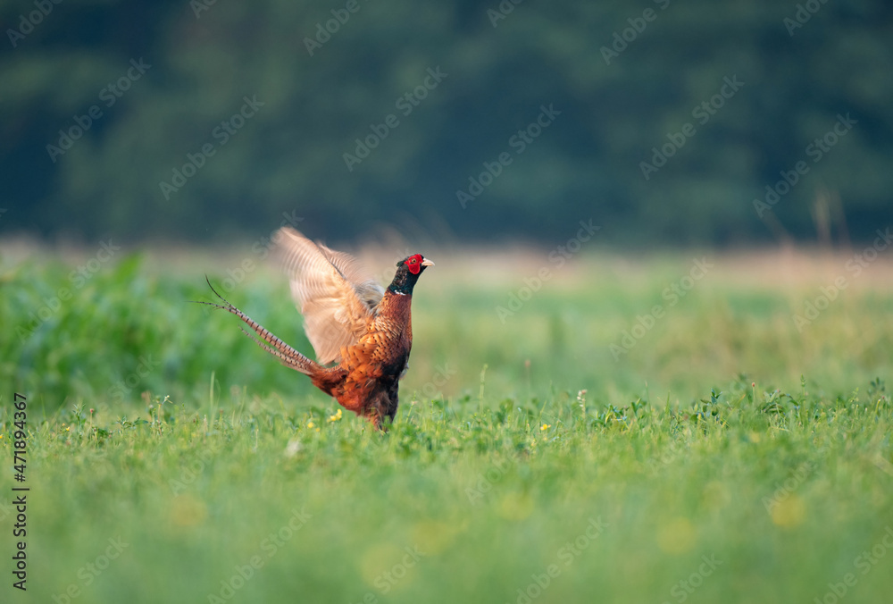 Fototapeta premium Wild pheasant, standing in a field with it's wings spread out