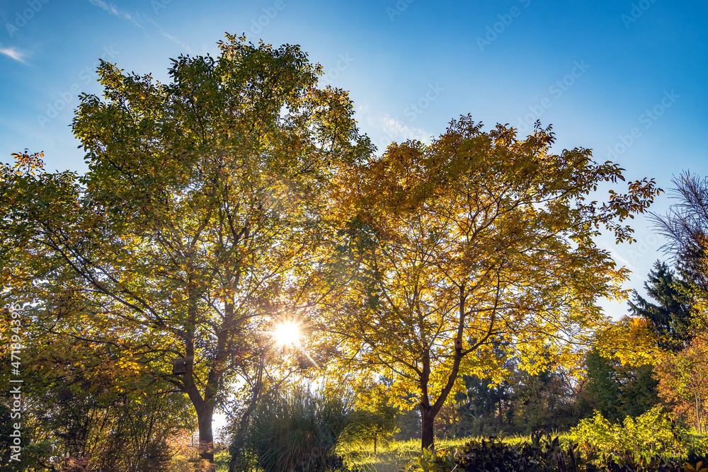 Sunlight shining through tree branches and leaves