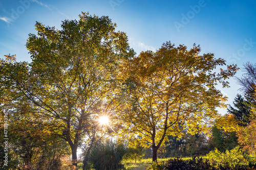 Sunlight shining through tree branches and leaves photo