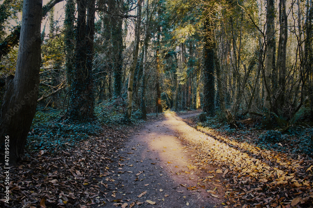 Obraz premium Forest during fall 