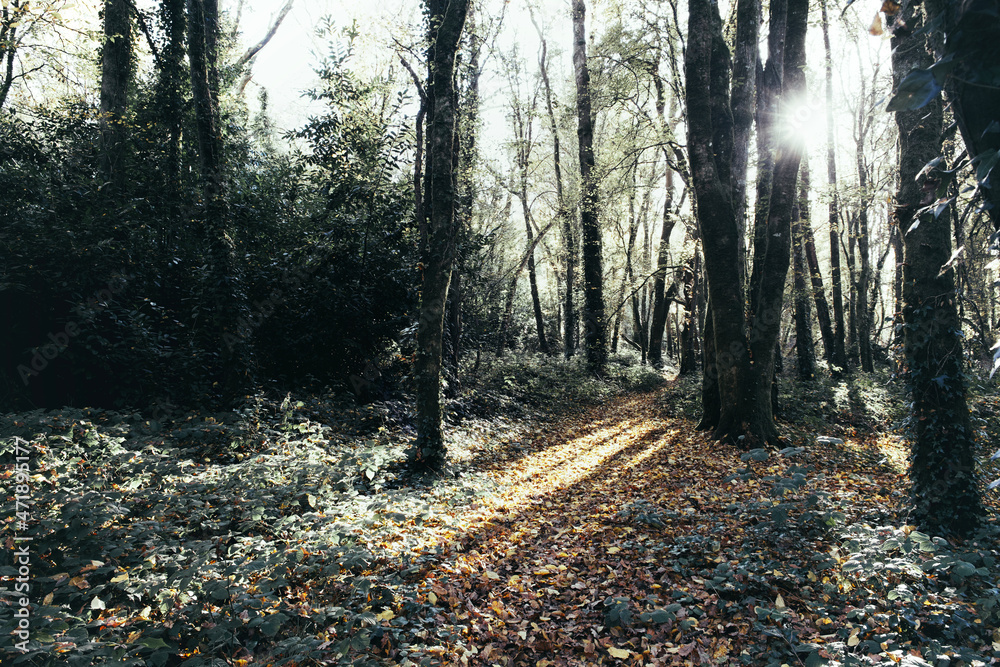 Forest during fall Forest during fall