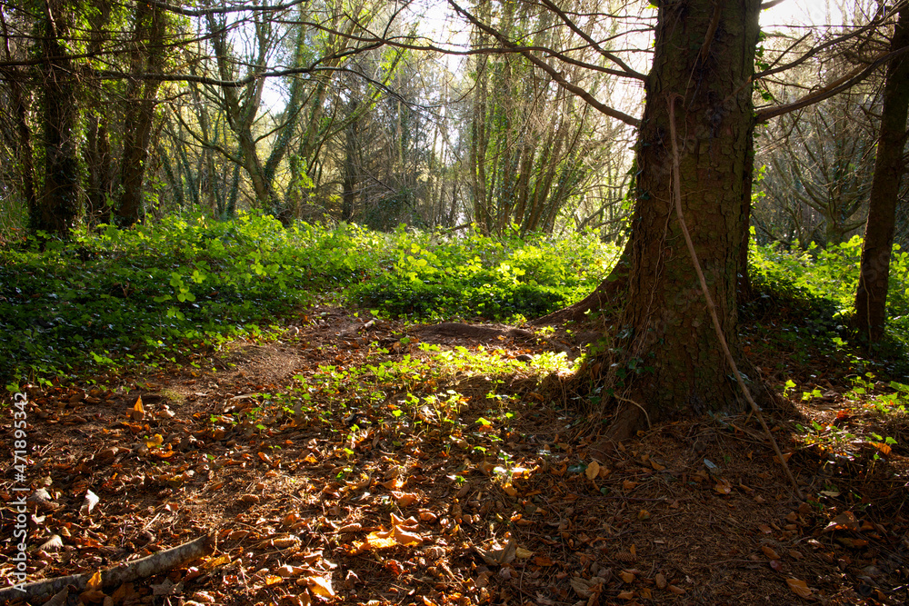 Naklejka premium Forest during fall 