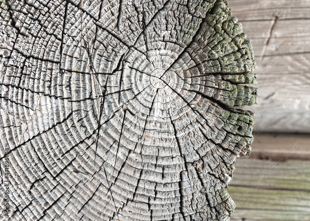 The edge of an old log is photographed in close-up. The end of the crown of the old log house. The annual rings of the tree are visible on the cut. An old tree.