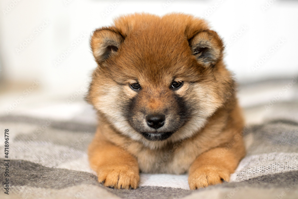Pets shiba inu puppy. Portrait of a bright Japanese puppy. The puppy is lying on the bed. Cute shiba inu bear. Fluffy shiba inu puppy. Japanese Shiba Inu dog. Bright dog.