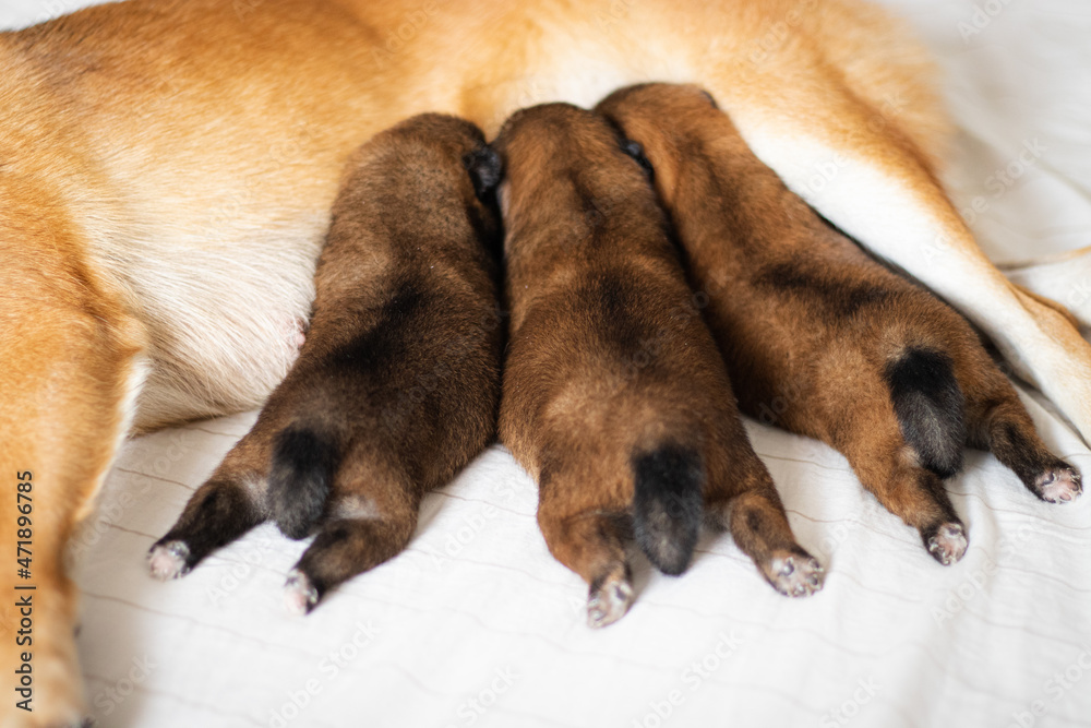 Cute dog of breed Shiba Inu mom with her puppies. Three puppies eat milk and happy mother shiba inu. Red shiba inu dogs. Japanese shiba inu dog Cute dog of breed Shiba Inu mom with her puppies. Three puppies eat milk and happy mother shiba inu. Red shiba inu dogs. Japanese shiba inu dog