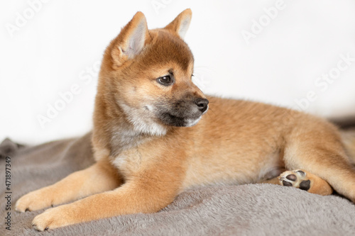 Pets are of the Shiba Inu breed. A cute puppy looks into the distance. Japanese Shiba Inu dog. Bright Shiba Inu dog. The puppy lies on the bed