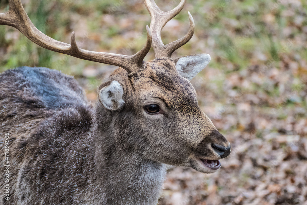 fallow deer in a reservation fallow deer in a reservation