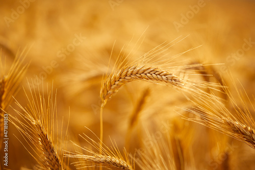 Wheat grain ear and rye field on yellow sunset sky background.