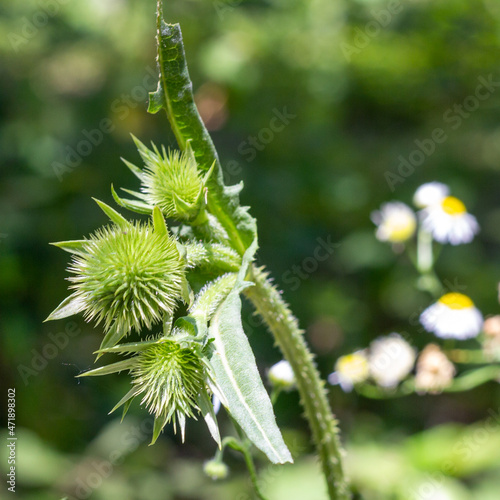 Summer, plants in a natural park, the flowering period.