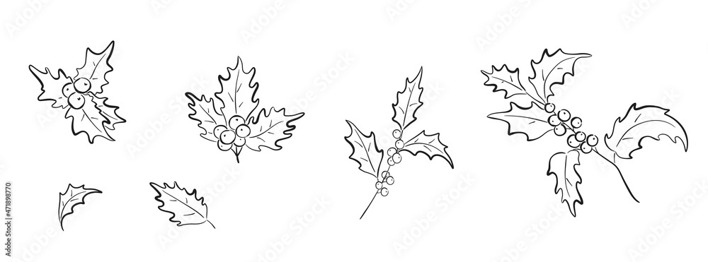 hand drawn christmas holly branch set. ilex leaf and berry. floral element for christmas and new year greeting cards