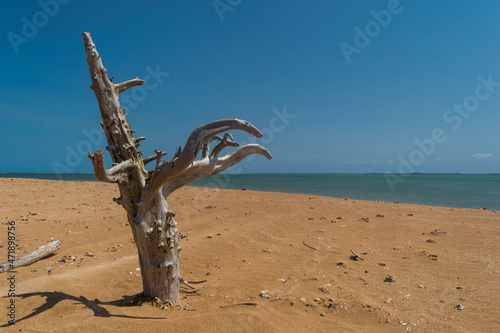 linda praia com areias escuras e tronco seco árvore photo