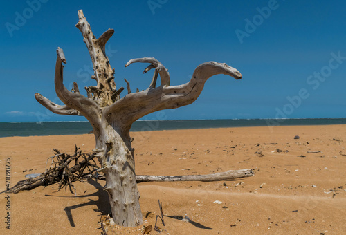linda praia com areias escuras e tronco seco   rvore