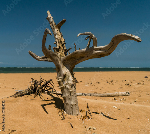 linda praia com areias escuras e tronco seco   rvore
