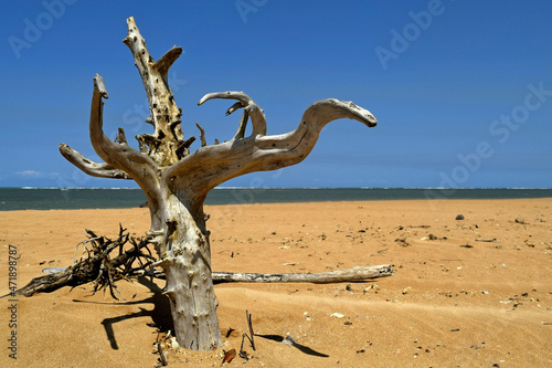 linda praia com areias escuras e tronco seco de   rvore
