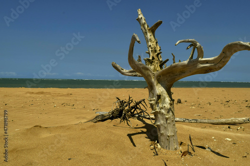 linda praia com areias escuras e tronco seco de árvore photo