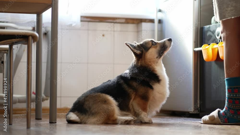 woman dog owner asks her welsh corgi dog to give her a paw, dog does what she says and receive yammy feed as reward, encouragement. raising and training a dog at home woman dog owner asks her welsh corgi dog to give her a paw, dog does what she says and receive yammy feed as reward, encouragement. raising and training a dog at home