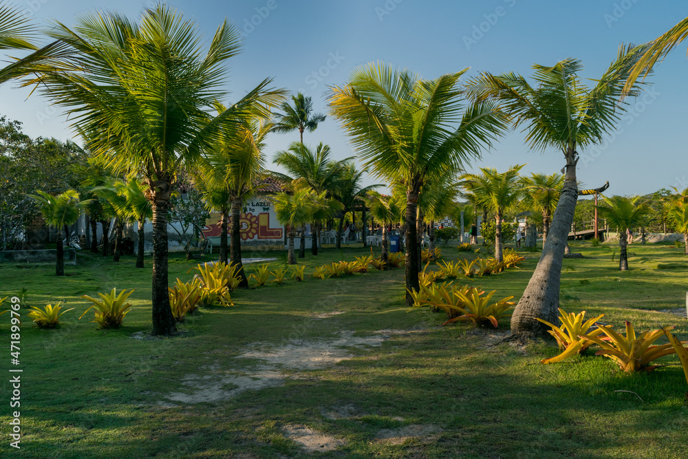 Fototapeta premium lindo quintal gramado com muitas árvores e palmeiras
