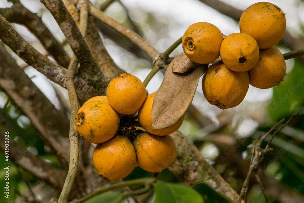 foto de fruta amarela conhecida como nêspera foto de fruta amarela conhecida como nêspera