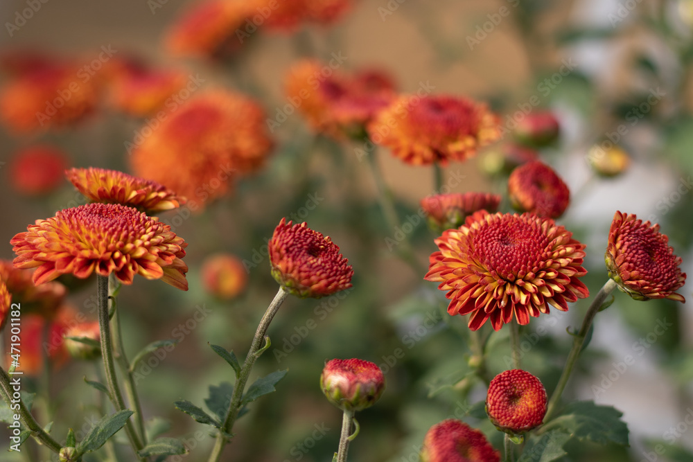 Chrysanthemum Known As Chrysanths, Indian Guldavari Or Guldawari Phool Originating In East Asia Are Genus Of Asteraceae Family. Bright Blooming Flower In Daylight On Blurry Green Leaves Background Chrysanthemum Known As Chrysanths, Indian Guldavari Or Guldawari Phool Originating In East Asia Are Genus Of Asteraceae Family. Bright Blooming Flower In Daylight On Blurry Green Leaves Background