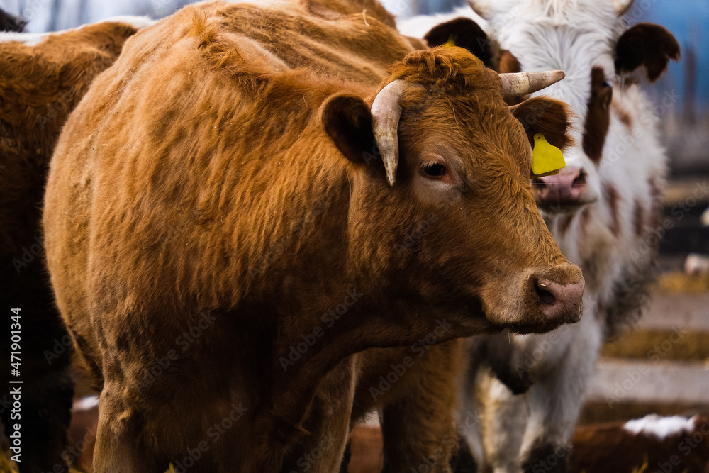 Cows in a farm. Dairy cows Cows in a farm. Dairy cows
