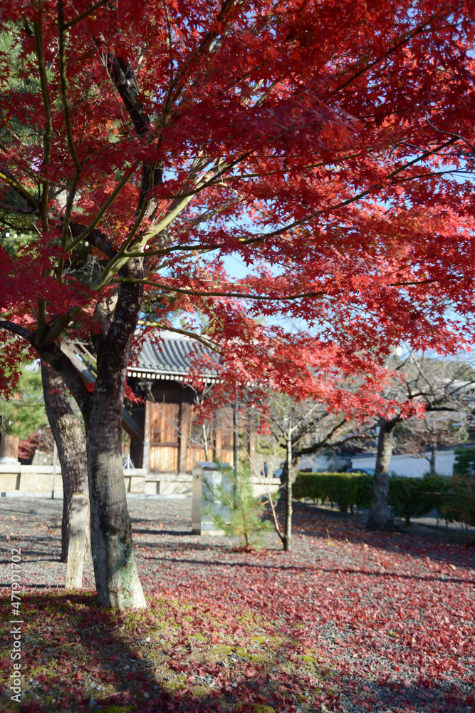 Naklejka premium 秋の金戒光明寺 境内の紅葉 京都市左京区黒谷