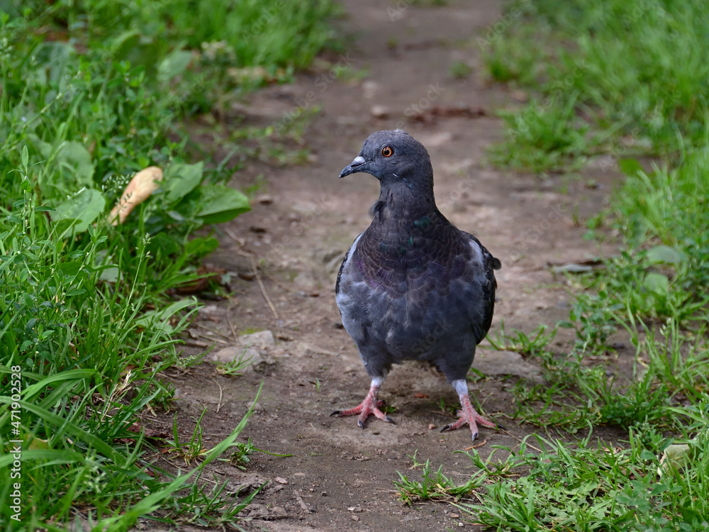 Close-up of a wonderful urban rock dove, which stands on a path among the grass and looks somewhere. Close-up of a wonderful urban rock dove, which stands on a path among the grass and looks somewhere.