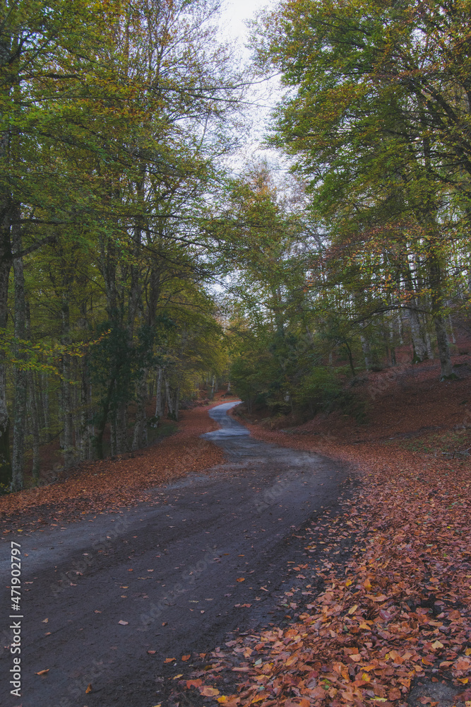 Fototapeta premium Montagna