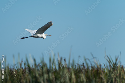 Big white egret (Ardea Alba) flying against the blue sky, in Danube Delta, Romania 