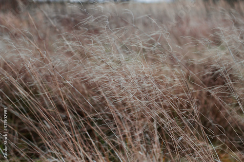 dry grass in the windy autumn field as natural textured background