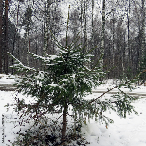 tree in the snow, winter forest.