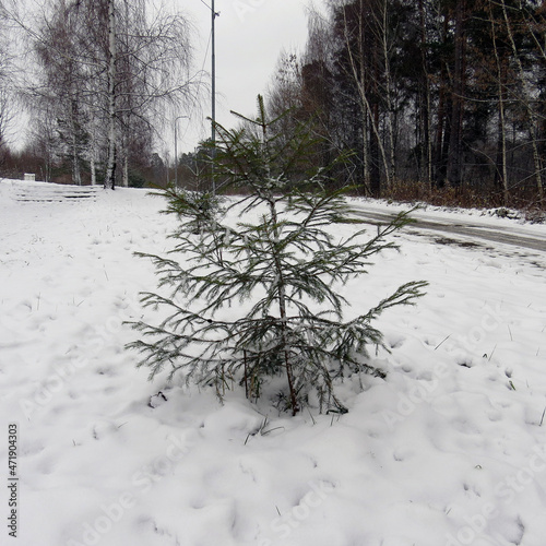 snow covered trees