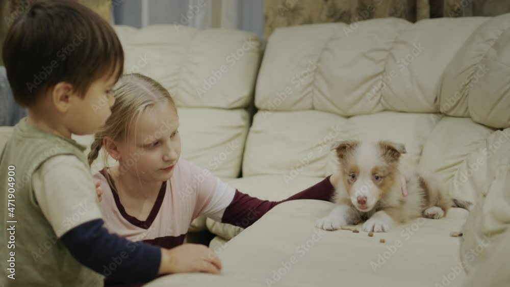 Children play with a small puppy, give him dog food Children play with a small puppy, give him dog food