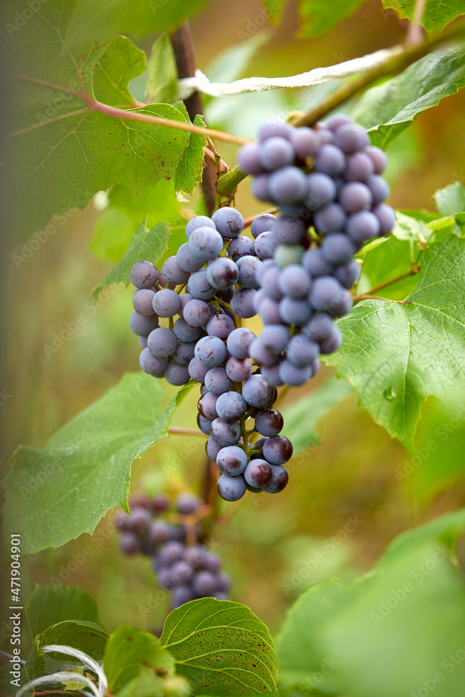 bunch of red grapes with leaves