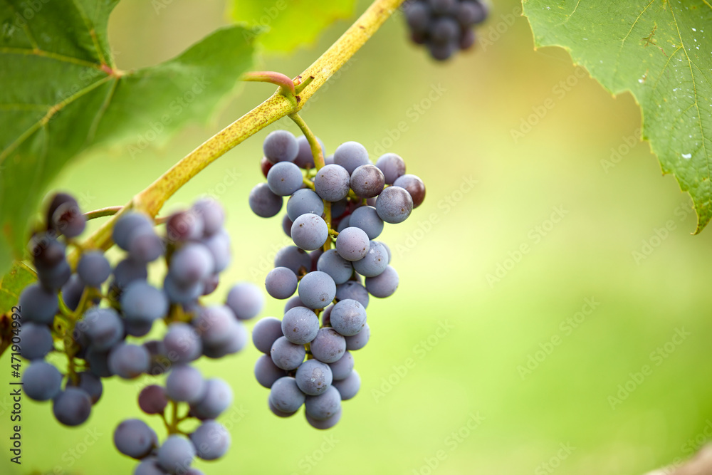 bunch of red grapes with leaves