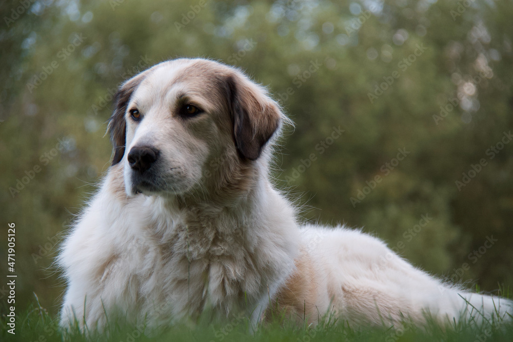 Beautiful soft Great Pyrenees guardian dog relaxing on a sunny day in the green grass watching over the herd she is protecting Beautiful soft Great Pyrenees guardian dog relaxing on a sunny day in the green grass watching over the herd she is protecting