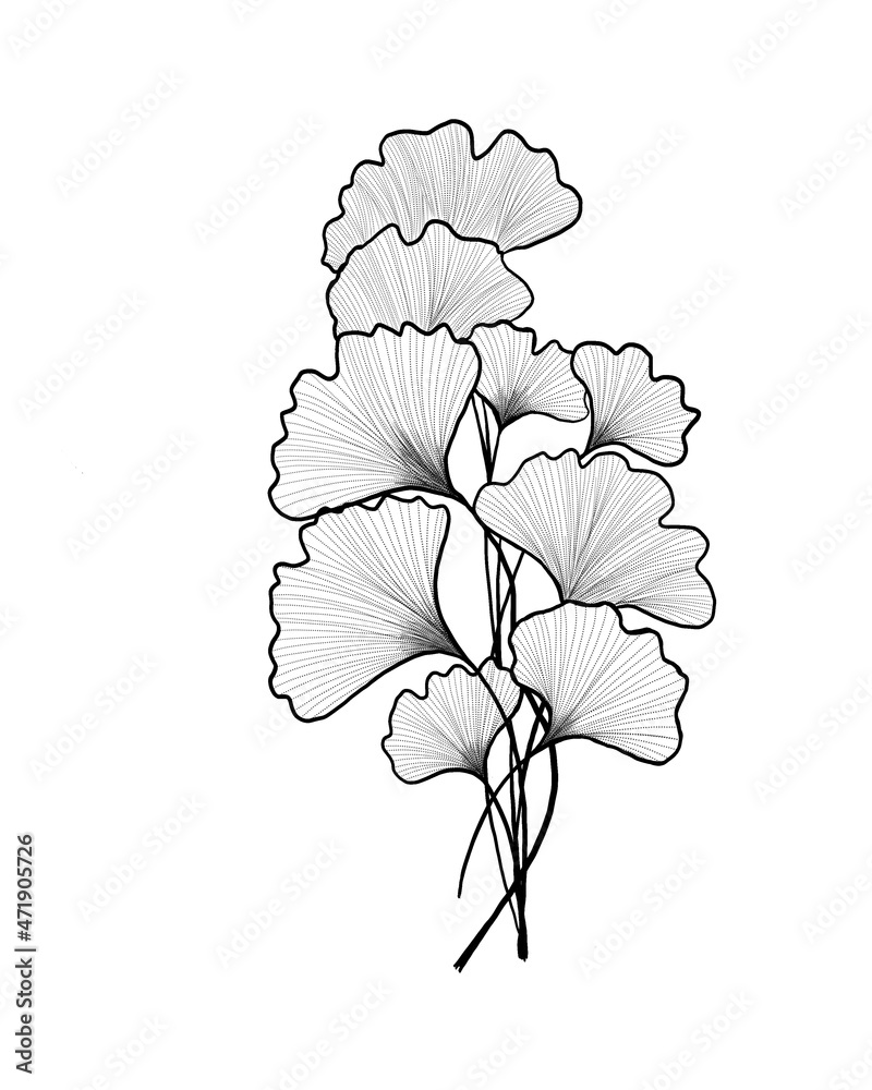 Hand drawn Ginkgo biloba leave. outline ginkgo leaf. Floral exotic leave illustration for your design.