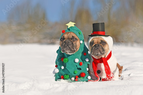 Wall Mural Funny dogs in Christmas costumes