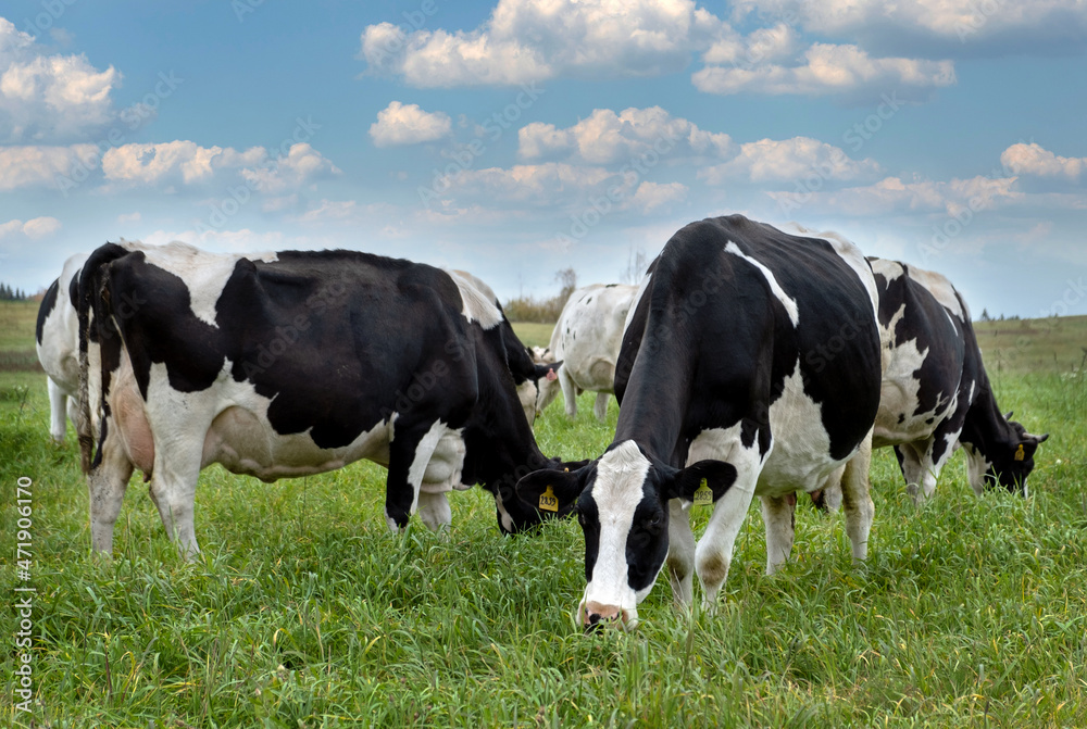 Close-up of farm black and white cows graze in meadow with green grass. Agriculture, farming, animal husbandry concept. Selective focus.