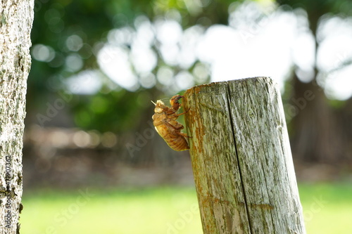 自然環境、木に止まるセミの抜けがら photo