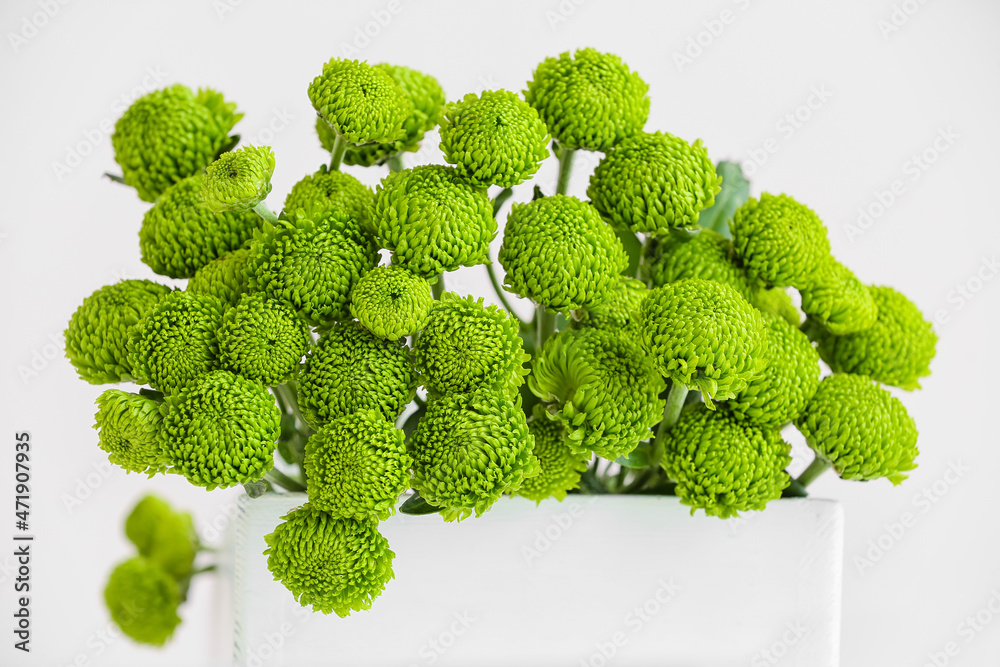 Basket with green chrysanthemum flowers on light background, closeup Basket with green chrysanthemum flowers on light background, closeup