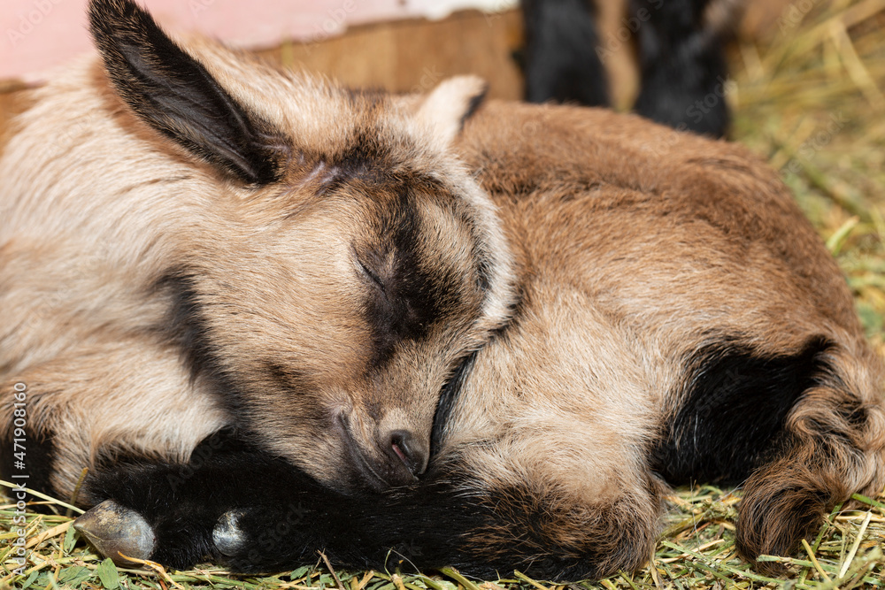Alpine Goat Dairy Animal. A little sleeping baby goat. Stock Photo