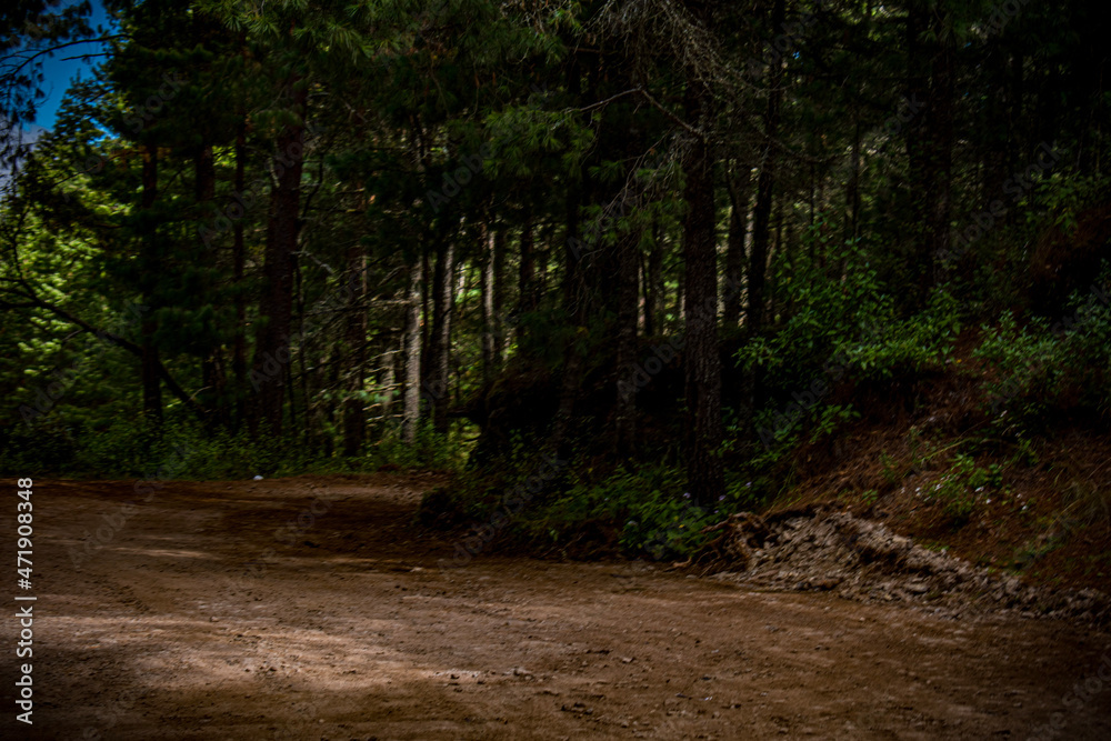 Fototapeta premium path in the woods