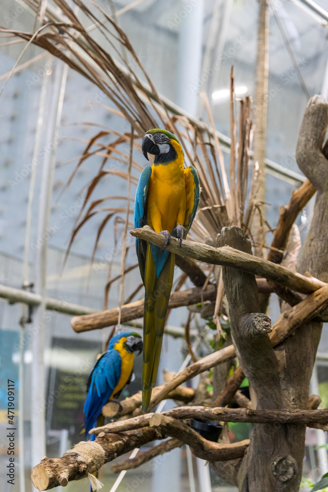 Obraz premium Two blue and yellow macaws perched on a dead tree snag near a building