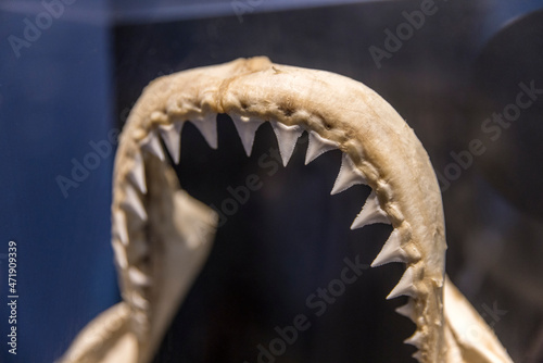 Shark jaw specimen filled with sharp rows of teeth
